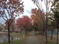 恋人よ☆紅葉山公園の晩秋☆Cover by tonko.mp4