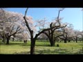 令和4年4月8日　昭和記念公園 そろそろ見頃のチューリップと半分散ったソメイヨシノ.mp4