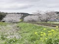 春　いすみ鉄道2