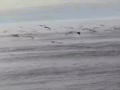 平戸沖の海鳥
