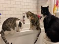 Cats Invade The Bath Tub at Bath Time