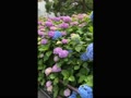 紫陽花