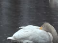 オオハクチョウ オオハクチョウ
